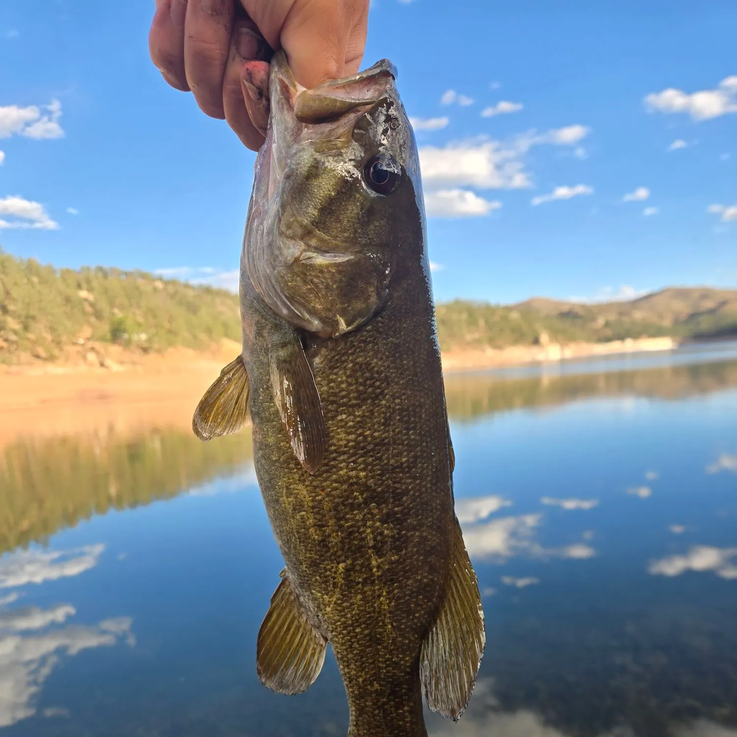 Smallmouth bass caught on Fishbrain