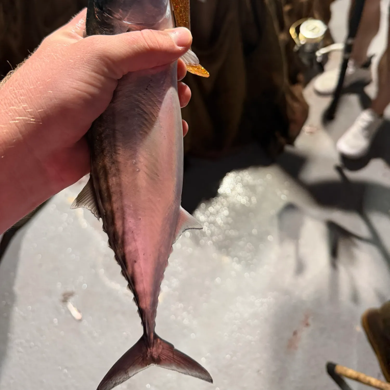 Pacific bonito caught on Fishbrain