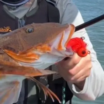 The most recent Striped searobin catches on Fishbrain