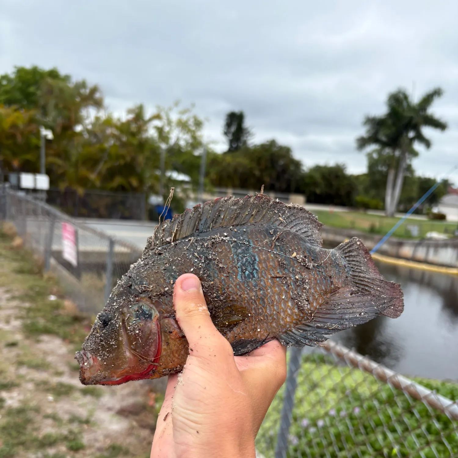 catch