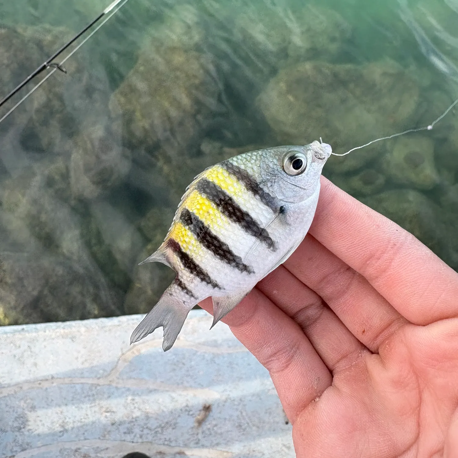 The most recent Sergeant-major catches on Fishbrain