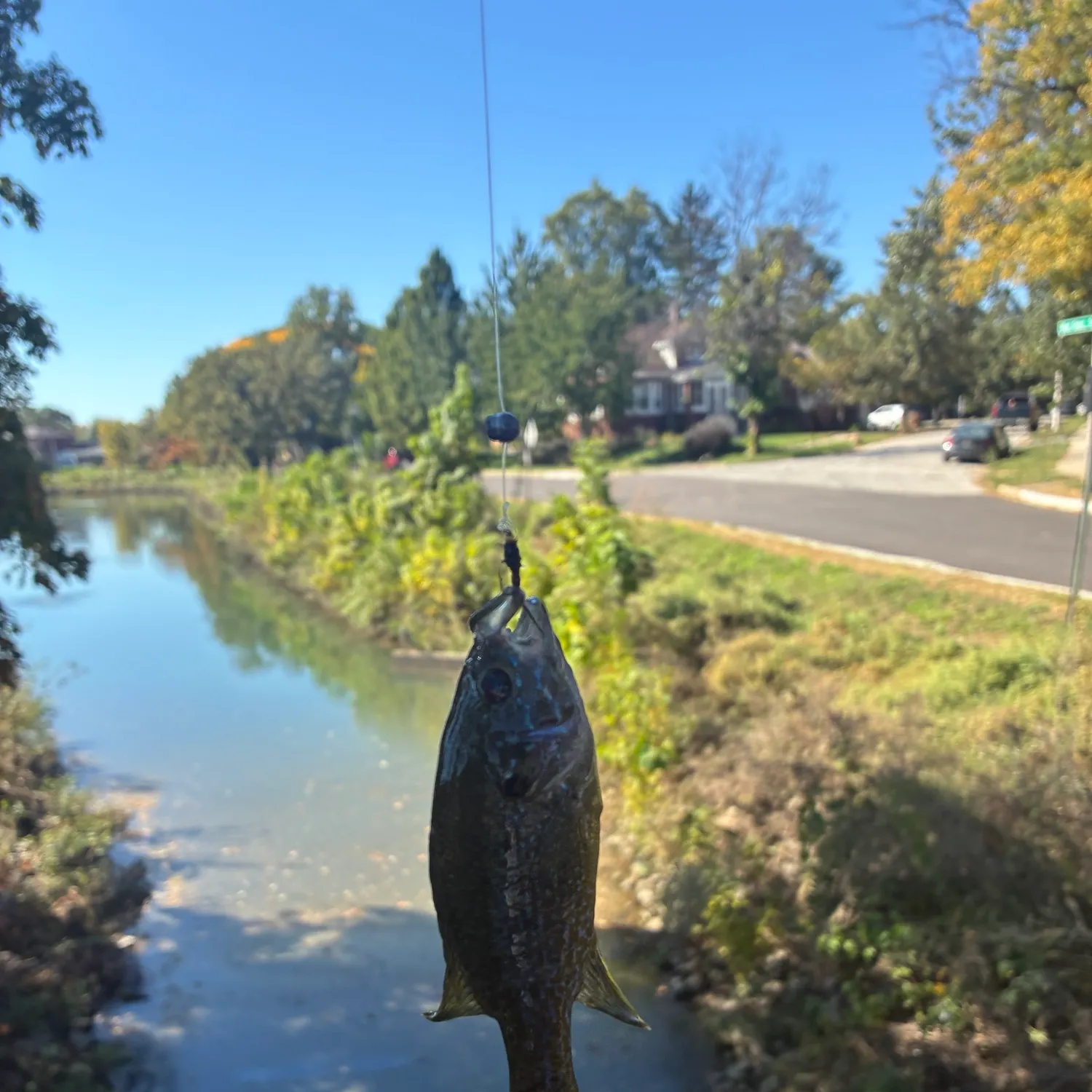 Green sunfish caught on Fishbrain