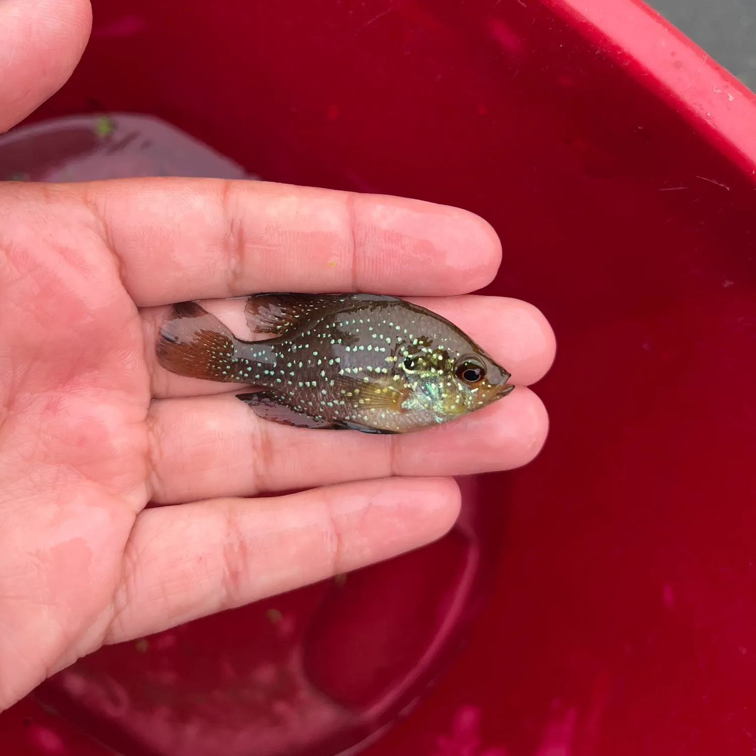 The most recent Bluespotted sunfish catches on Fishbrain