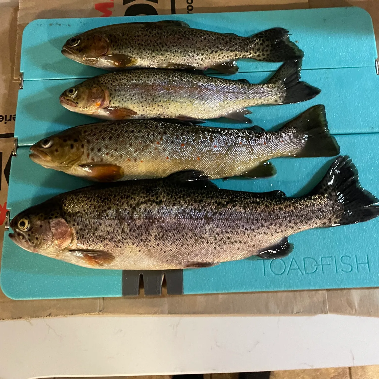 recently logged catches