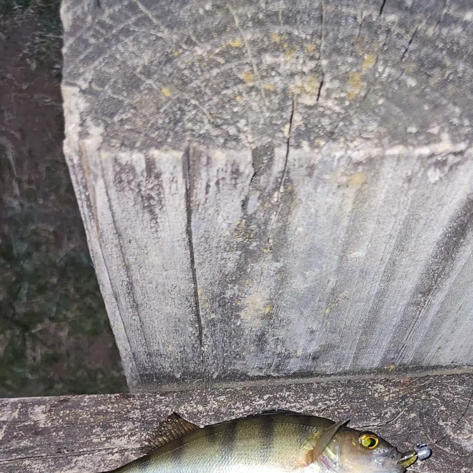 European perch caught on Fishbrain