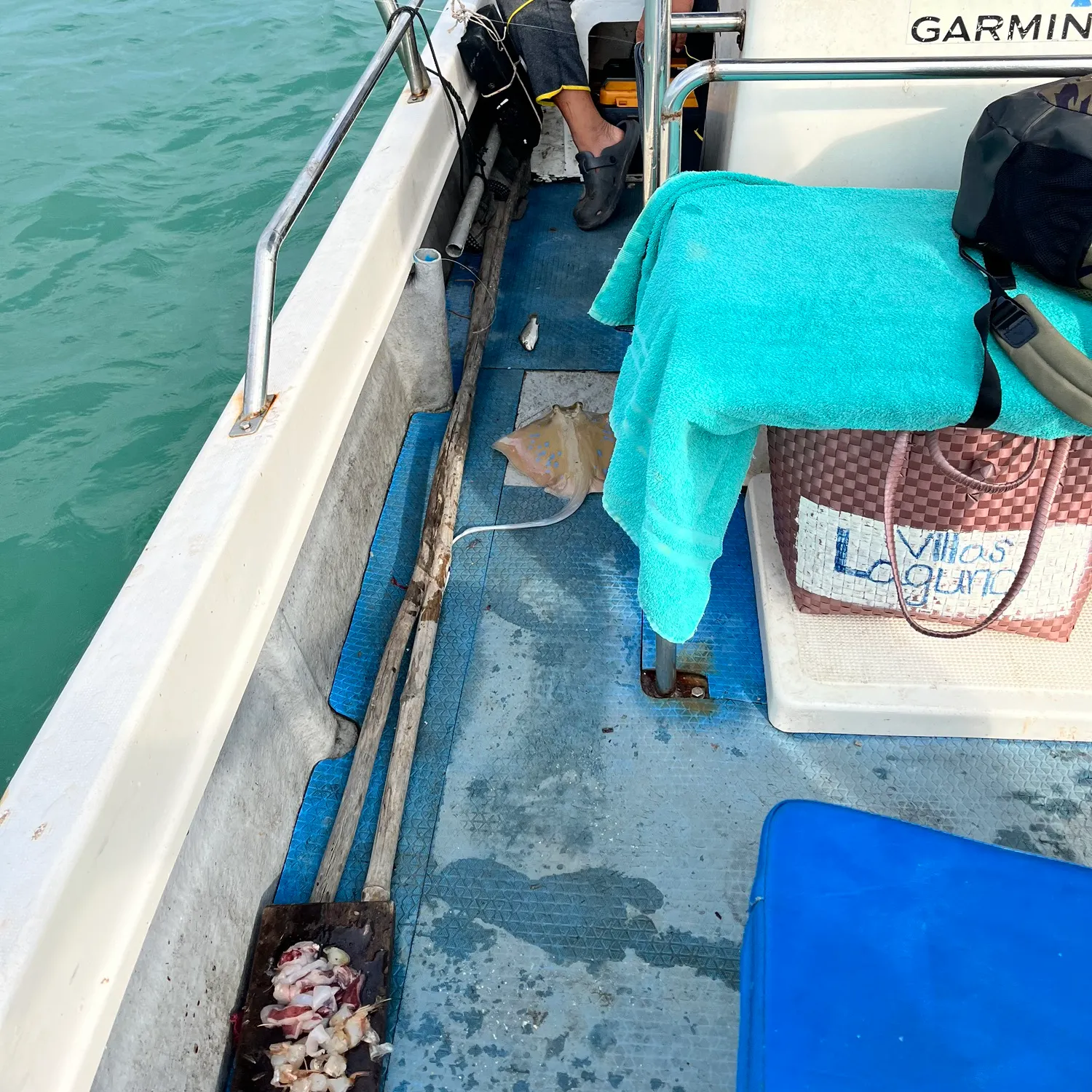 The most recent Bluespotted ribbontail ray catches on Fishbrain