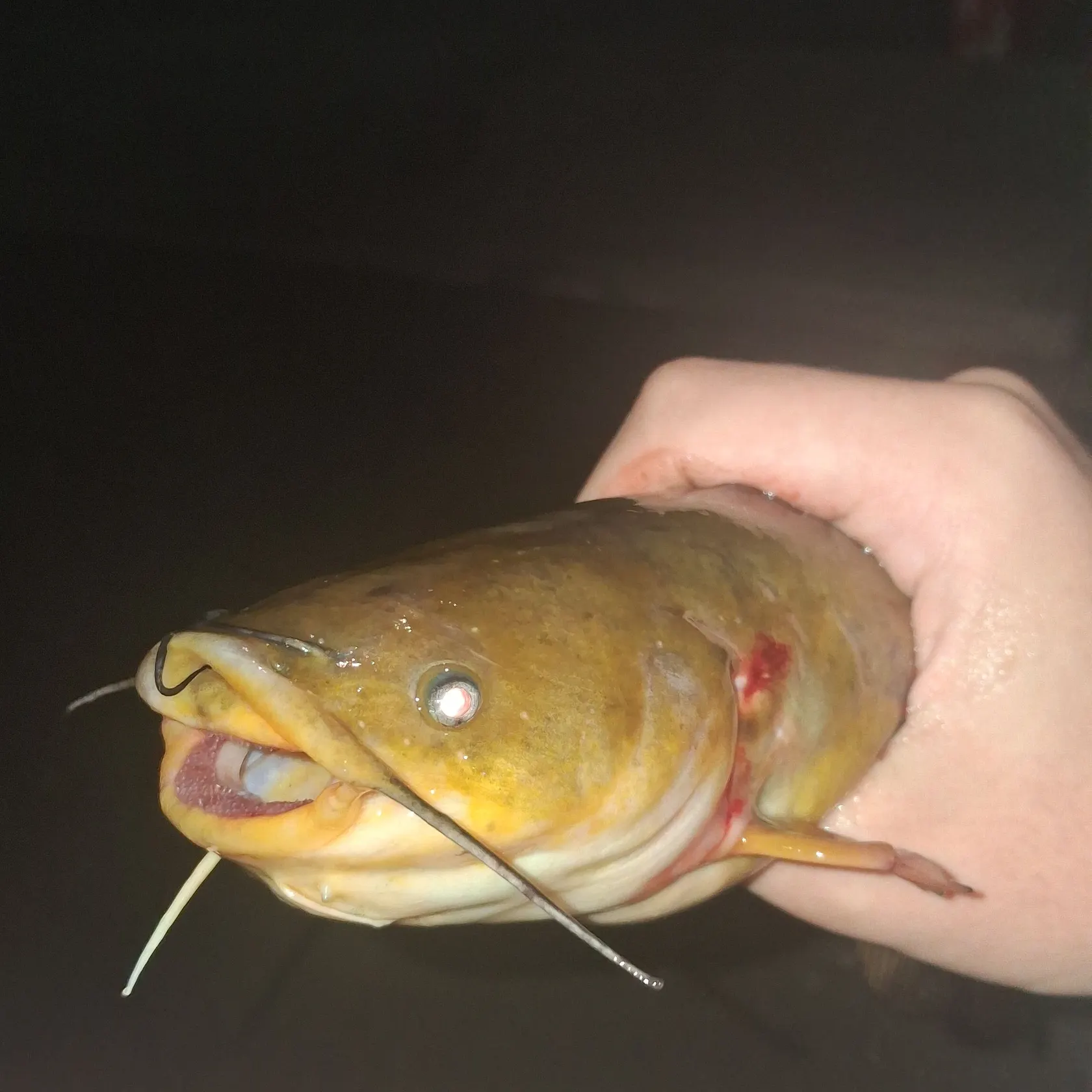 Yellow bullhead caught on Fishbrain