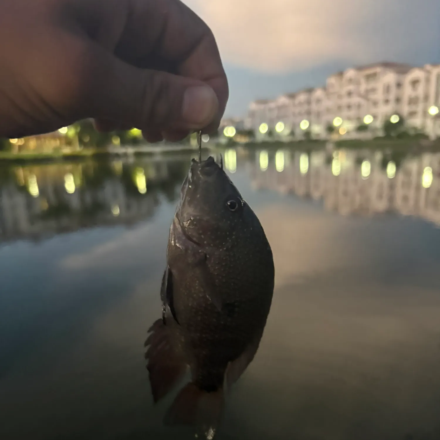 Blue tilapia caught on Fishbrain