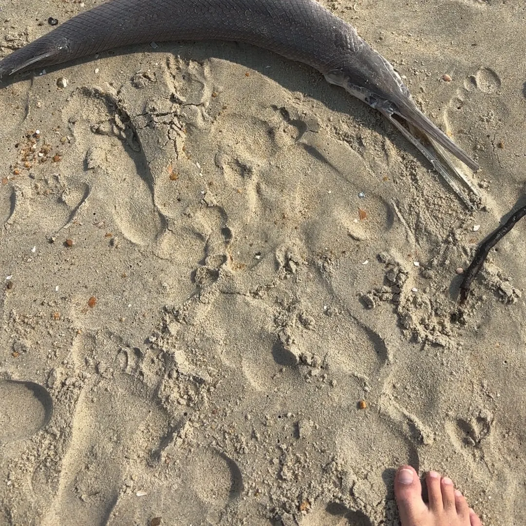 The most recent Alligator x longnose gar catches on Fishbrain