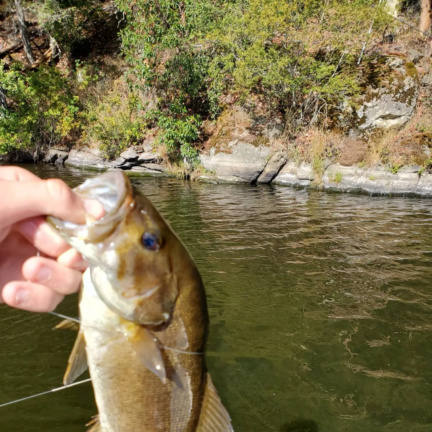 Smallmouth bass caught on Fishbrain