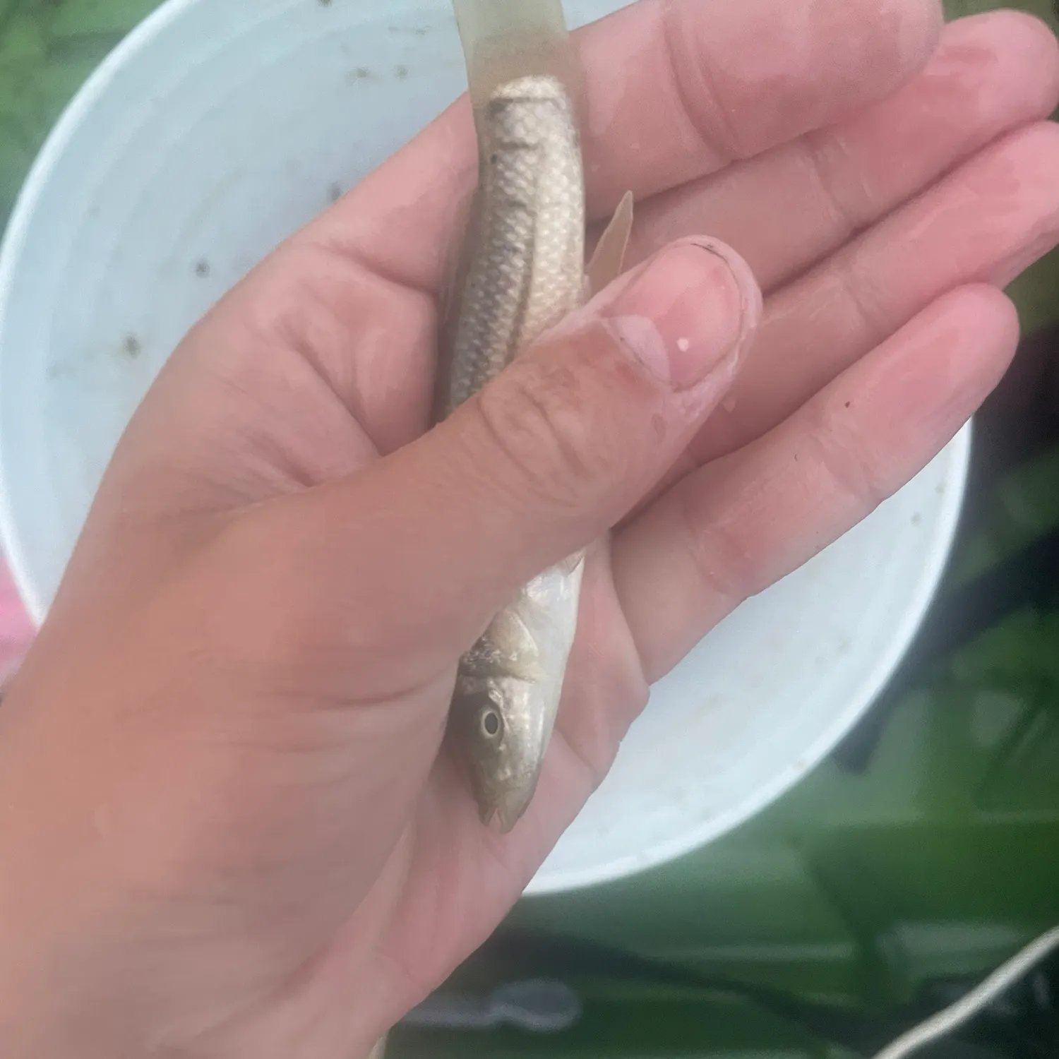 The most recent Striped killifish catches on Fishbrain