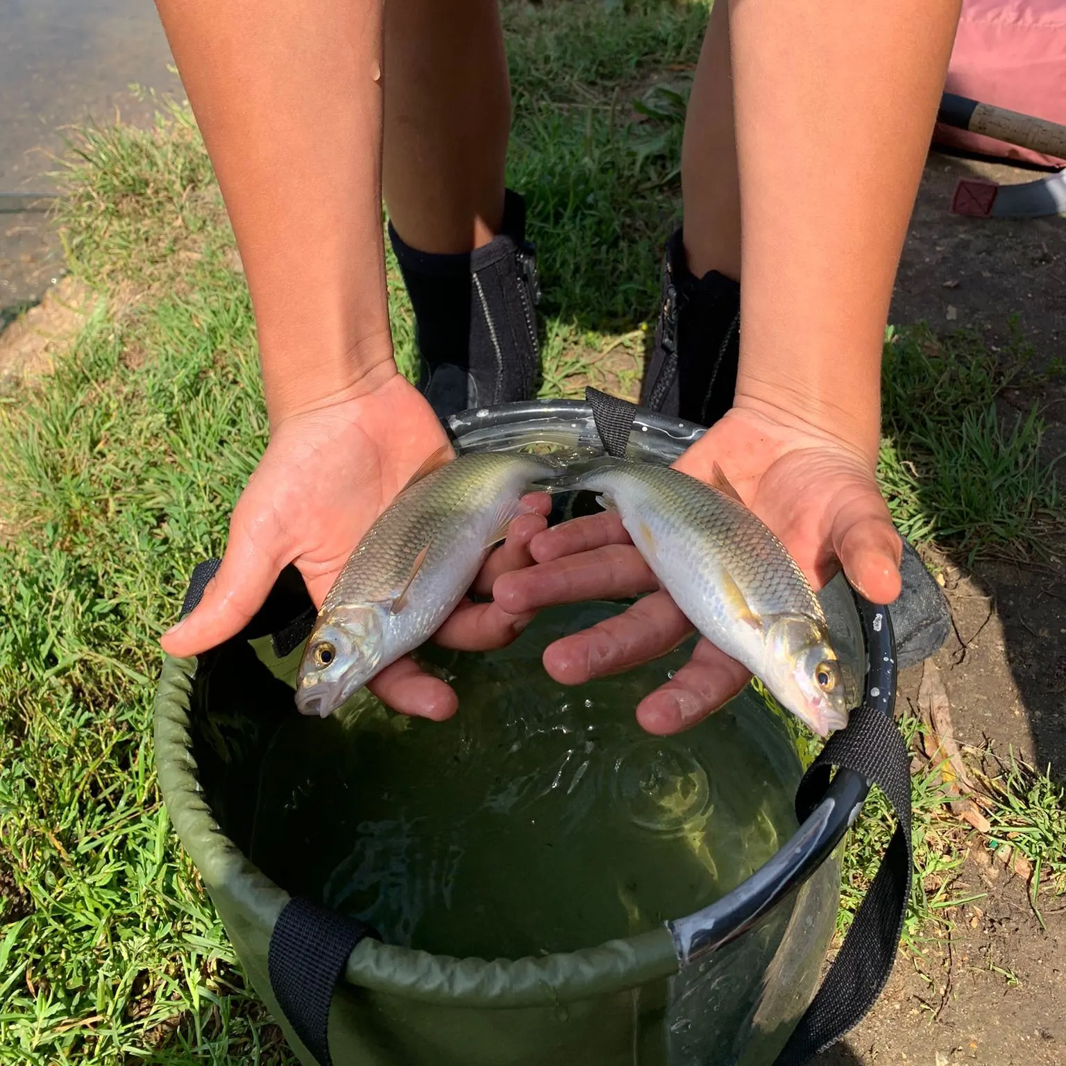 The most recent Common dace catches on Fishbrain