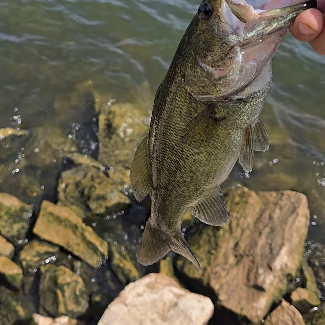 Largemouth bass caught on Fishbrain