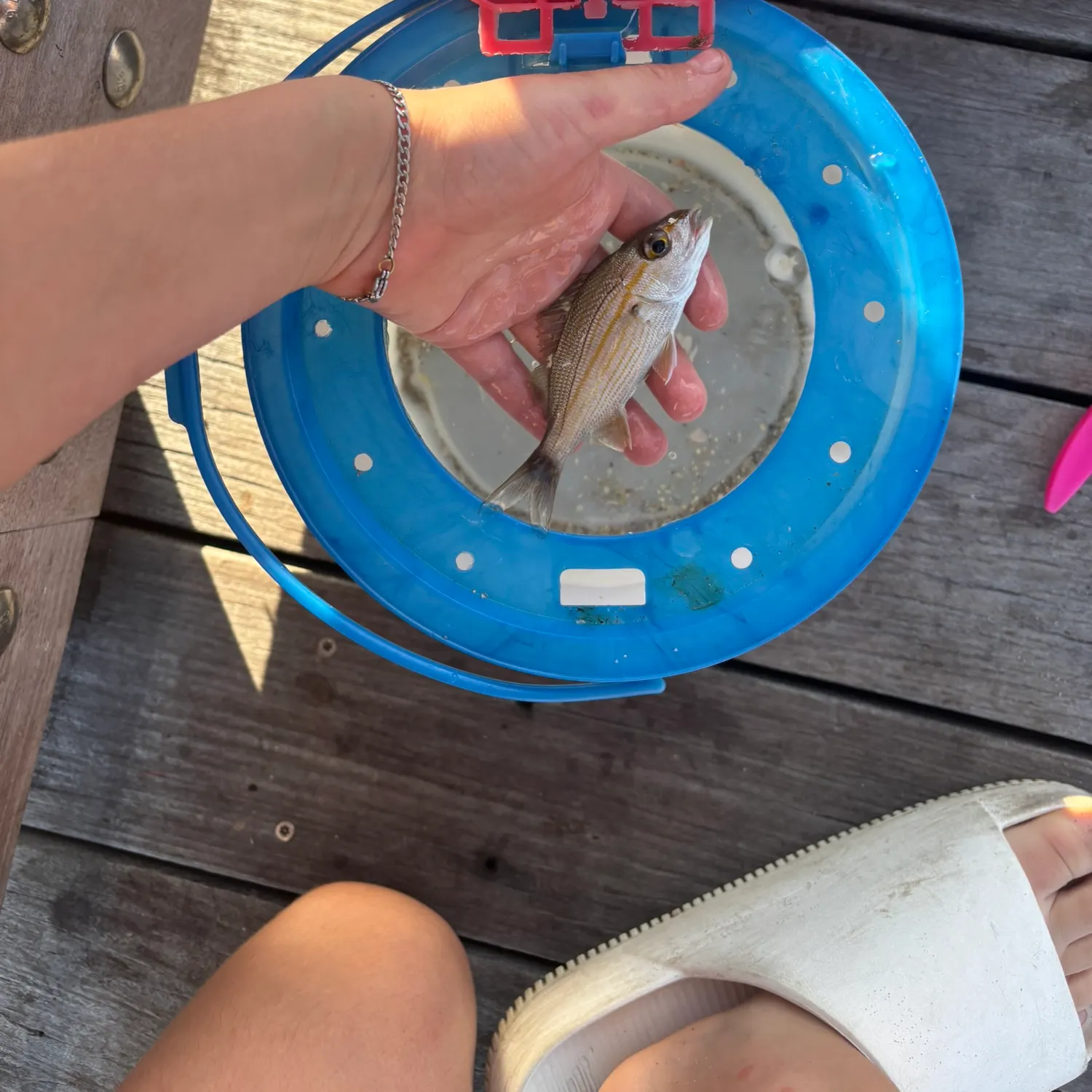 The most recent Bluestriped grunt catches on Fishbrain