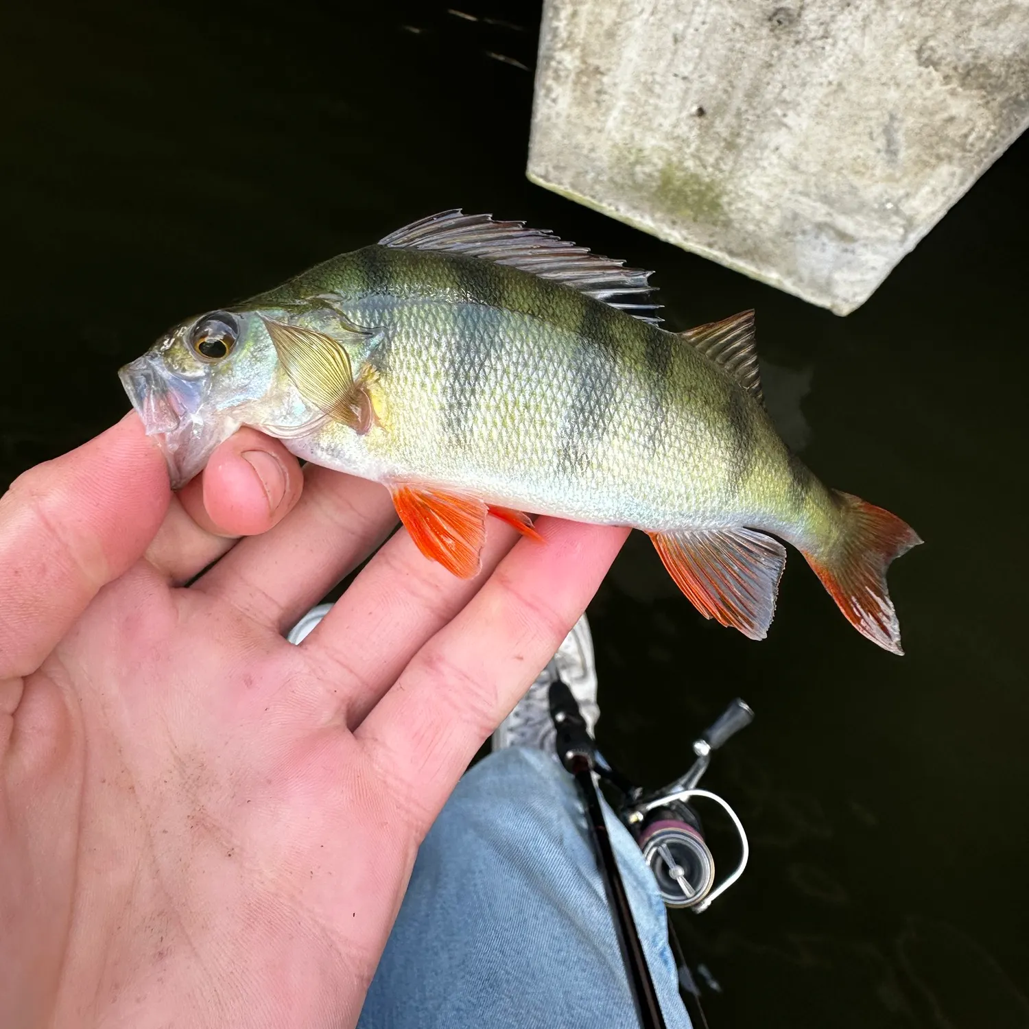 European perch caught on Fishbrain