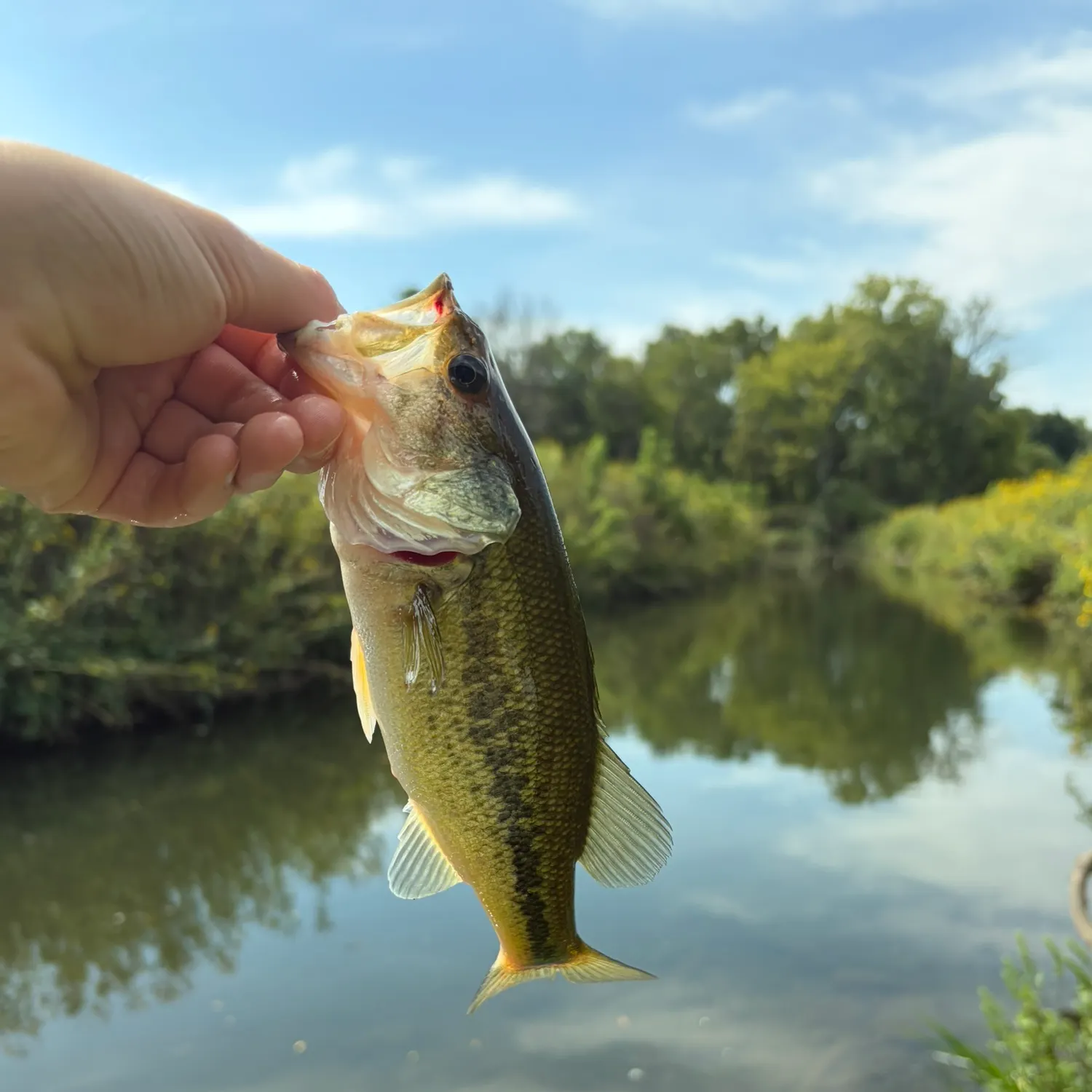 Largemouth bass caught on Fishbrain