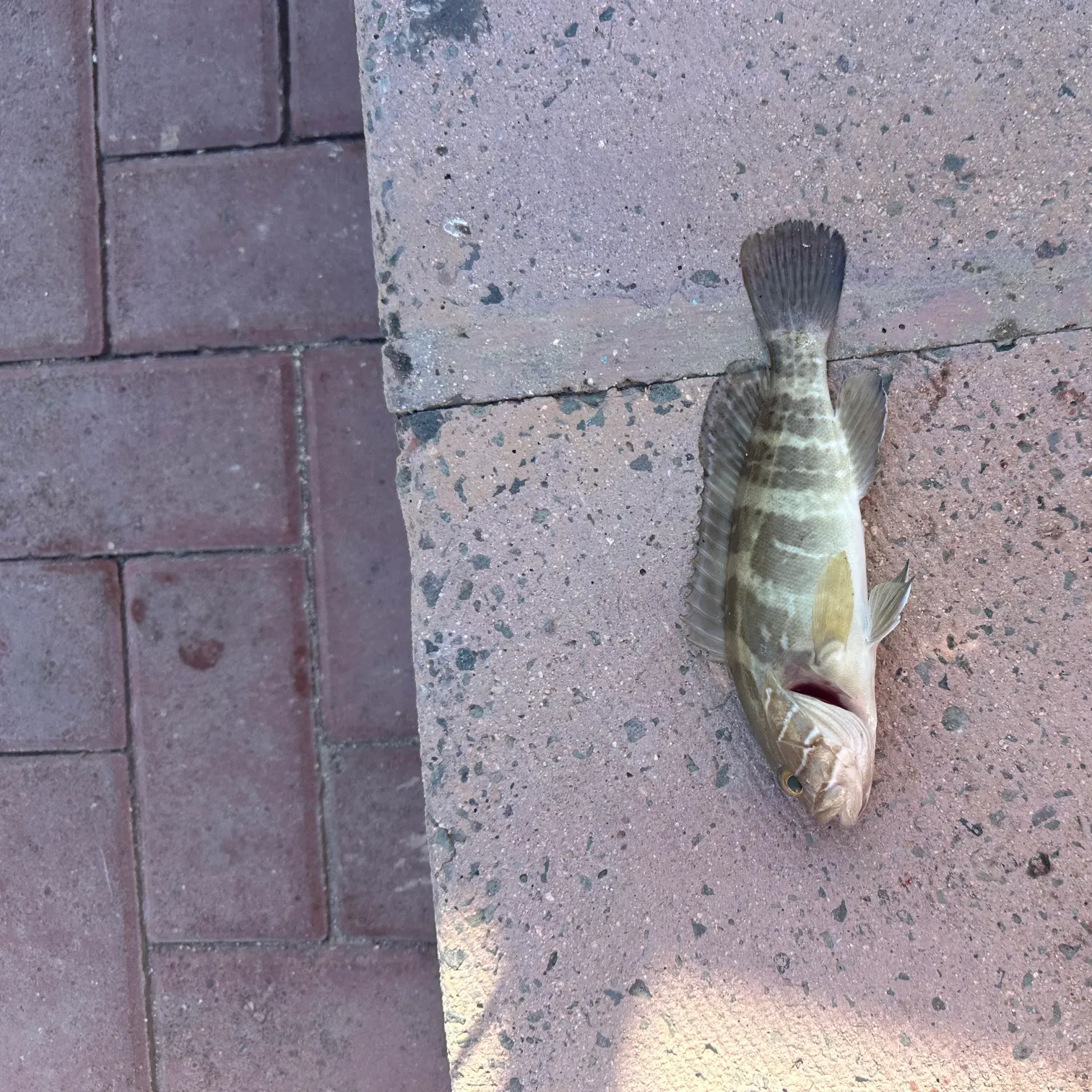The most recent White grouper catches on Fishbrain