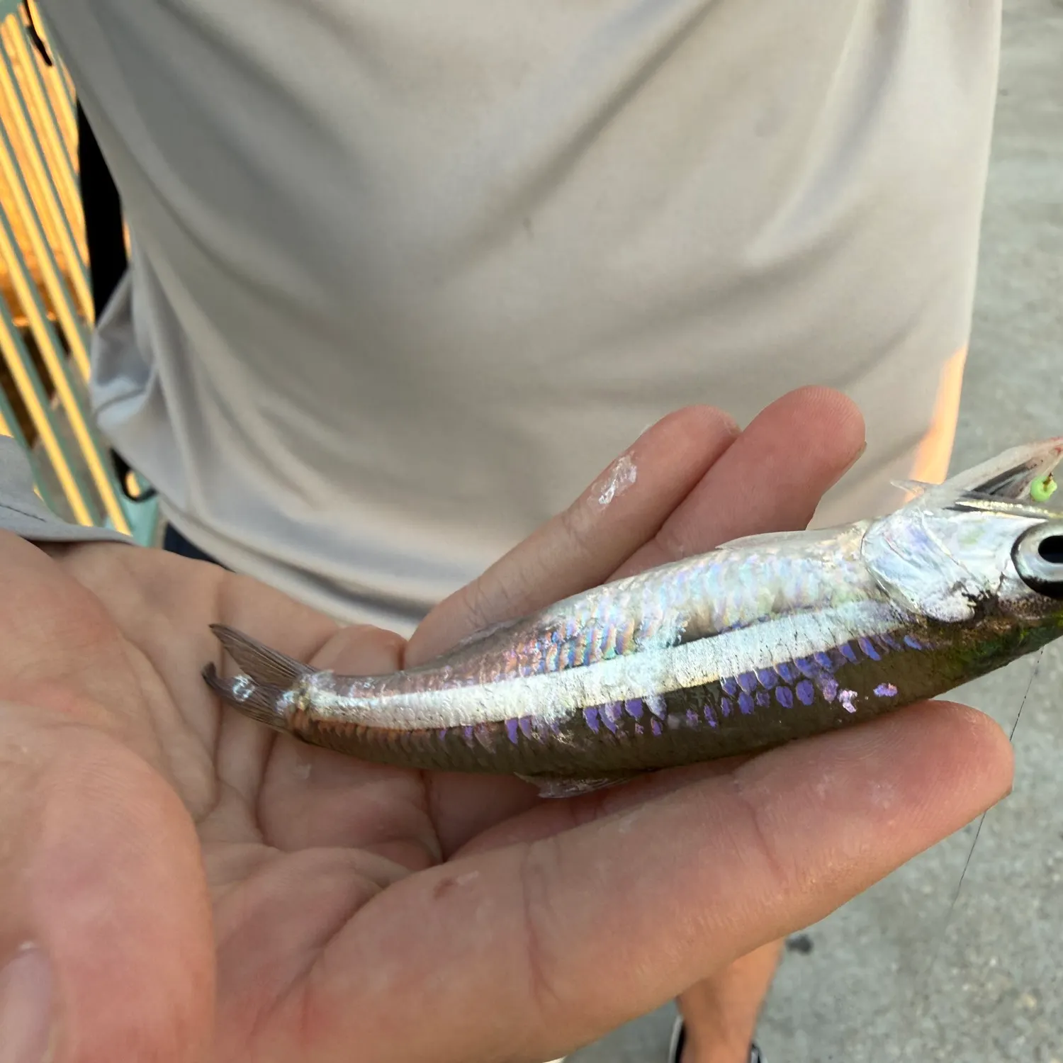The most recent Broad-striped anchovy catches on Fishbrain