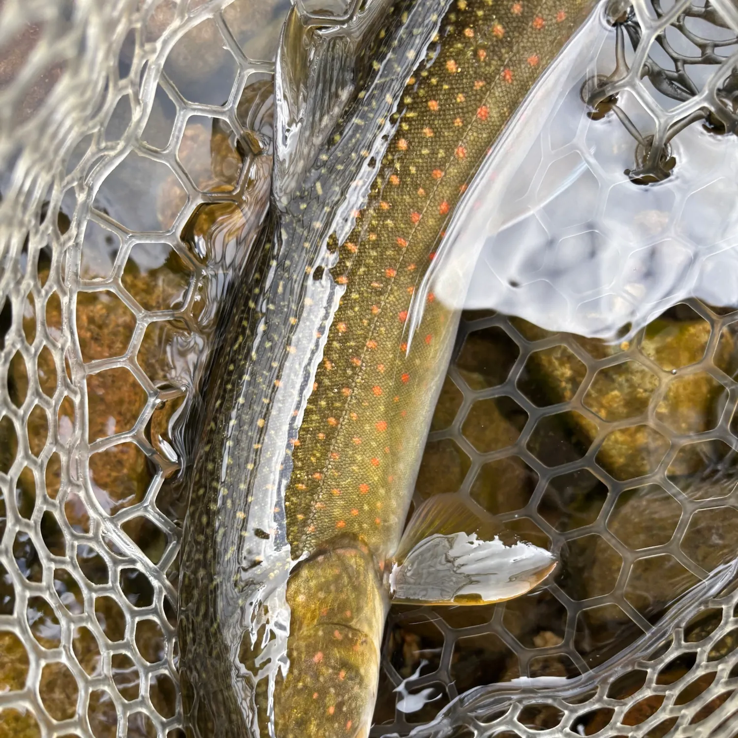 Bull trout caught on Fishbrain