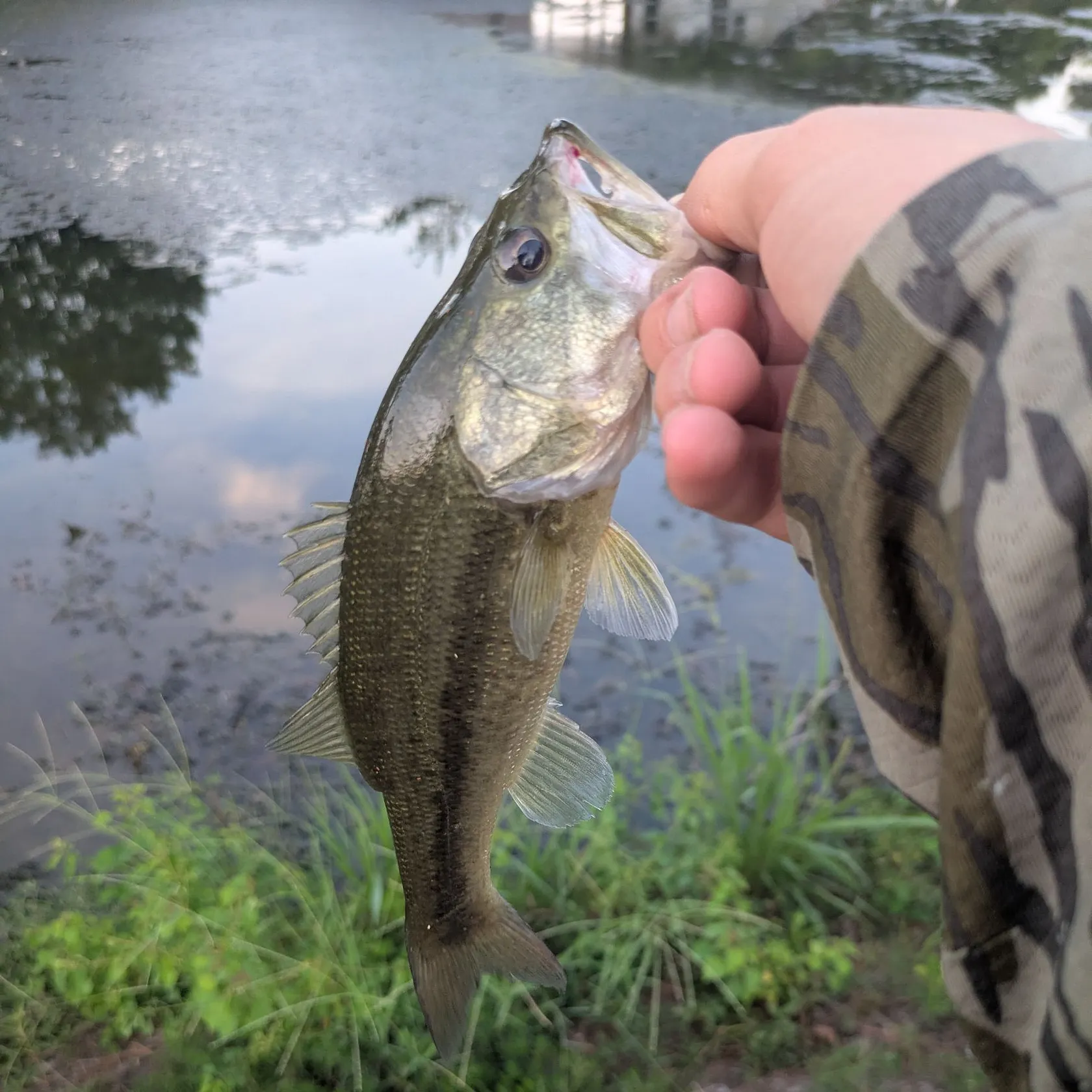 Largemouth bass caught on Fishbrain