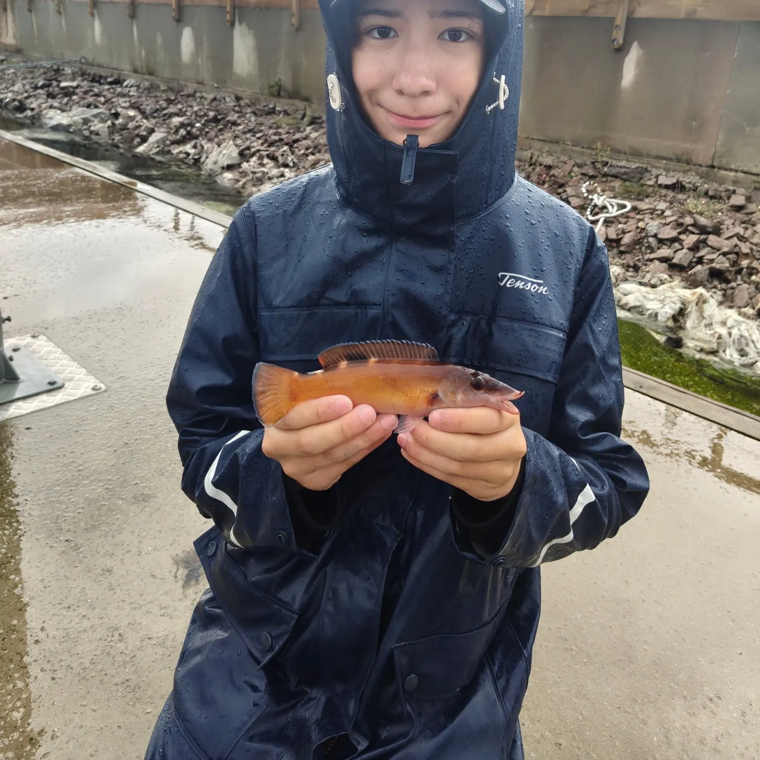 The most recent Cuckoo wrasse catches on Fishbrain