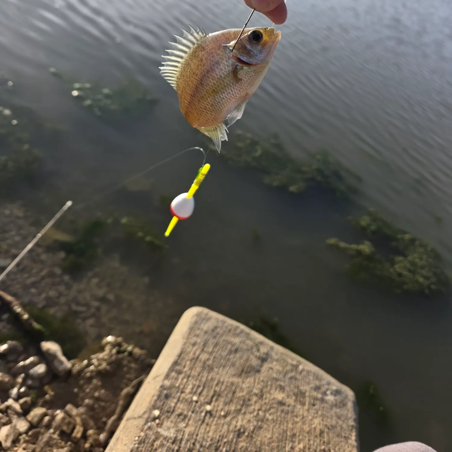 The most recent Longear sunfish catches on Fishbrain