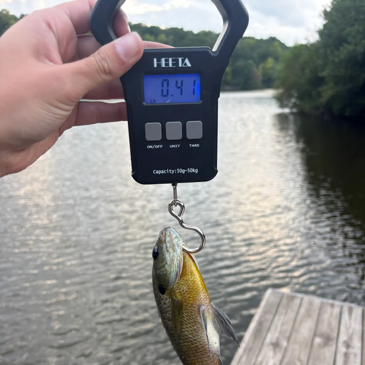 Bluegill caught on Fishbrain