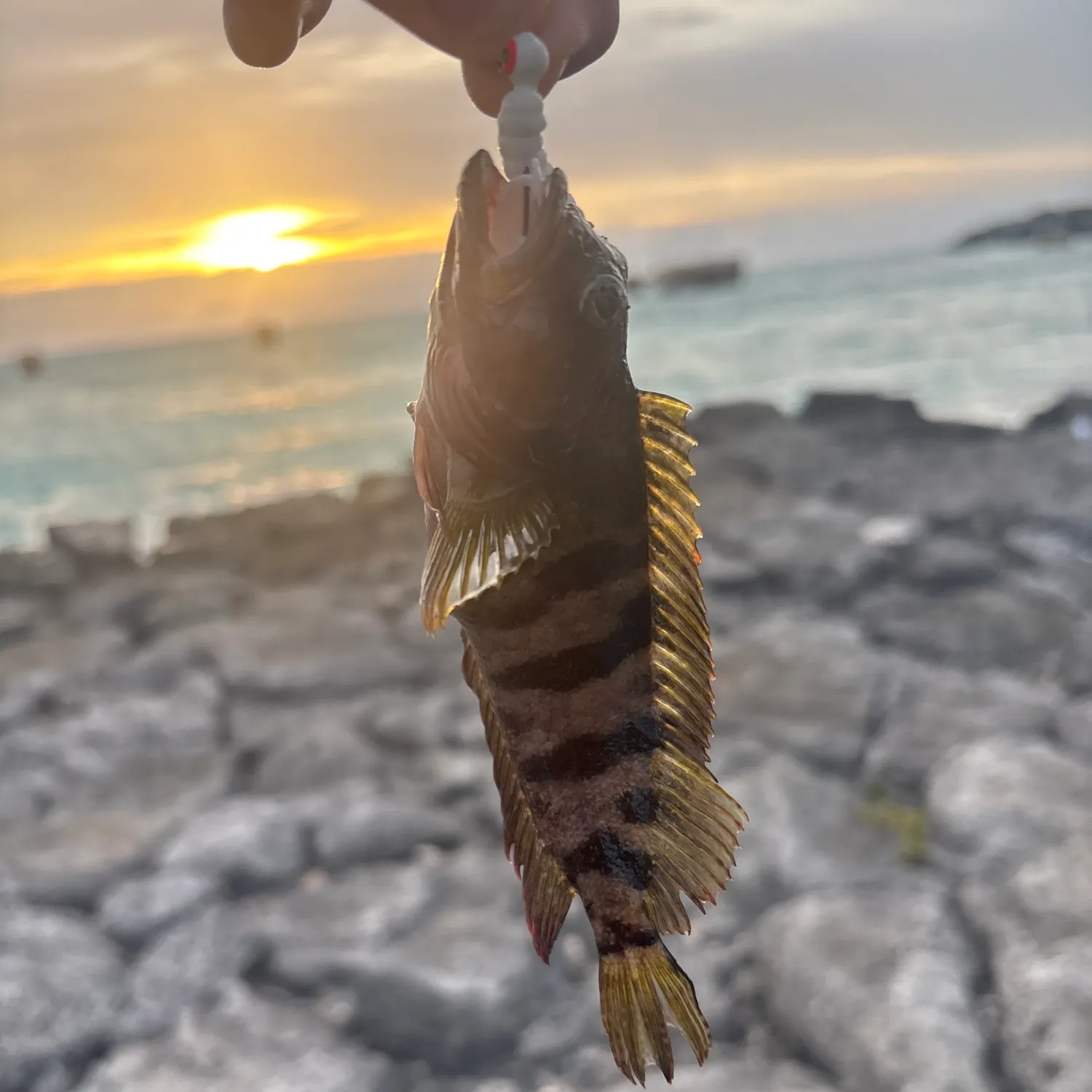 The most recent Black grouper catches on Fishbrain