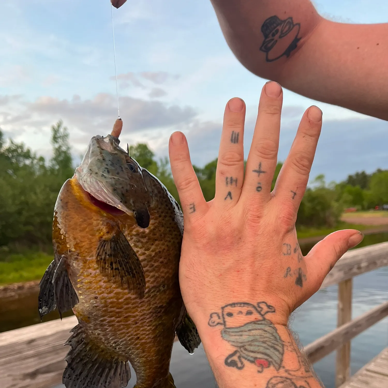 recently logged catches
