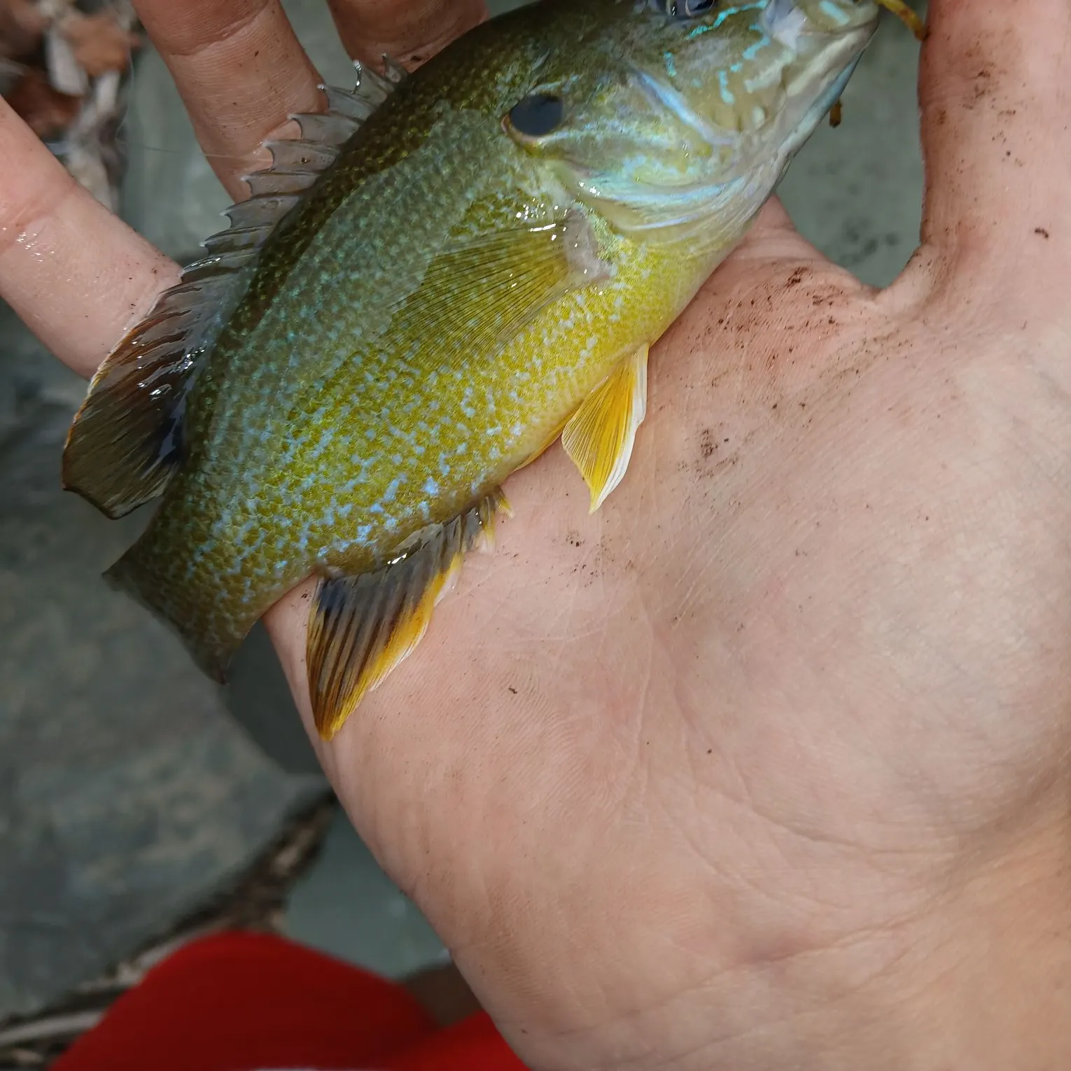 Green sunfish caught on Fishbrain