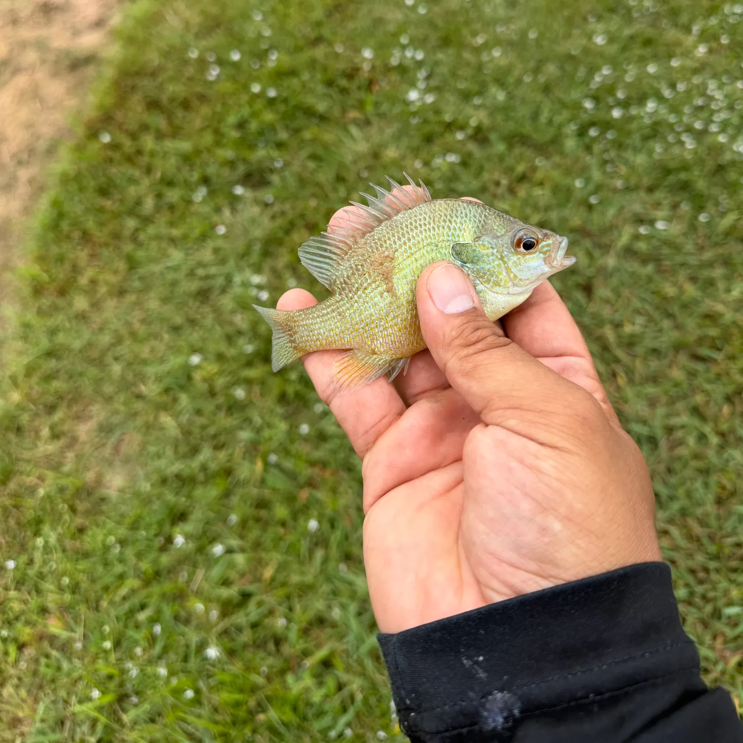 Green sunfish caught on Fishbrain