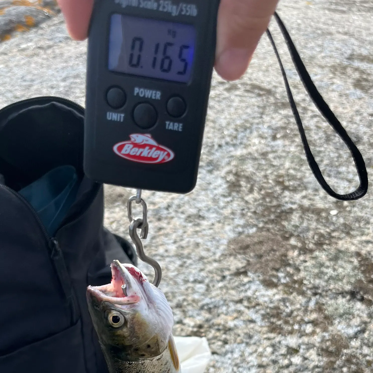 Brown trout caught on Fishbrain