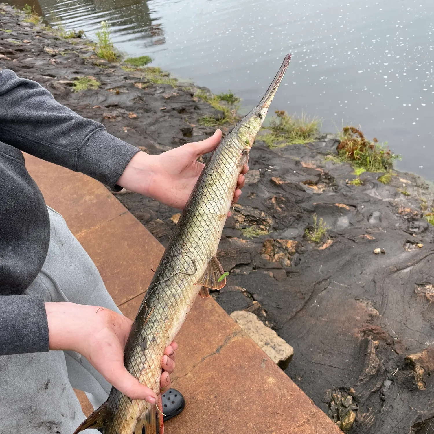 Shortnose gar caught on Fishbrain