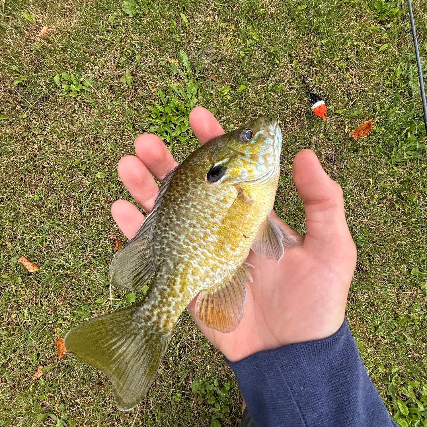 Greengill hybrid caught on Fishbrain
