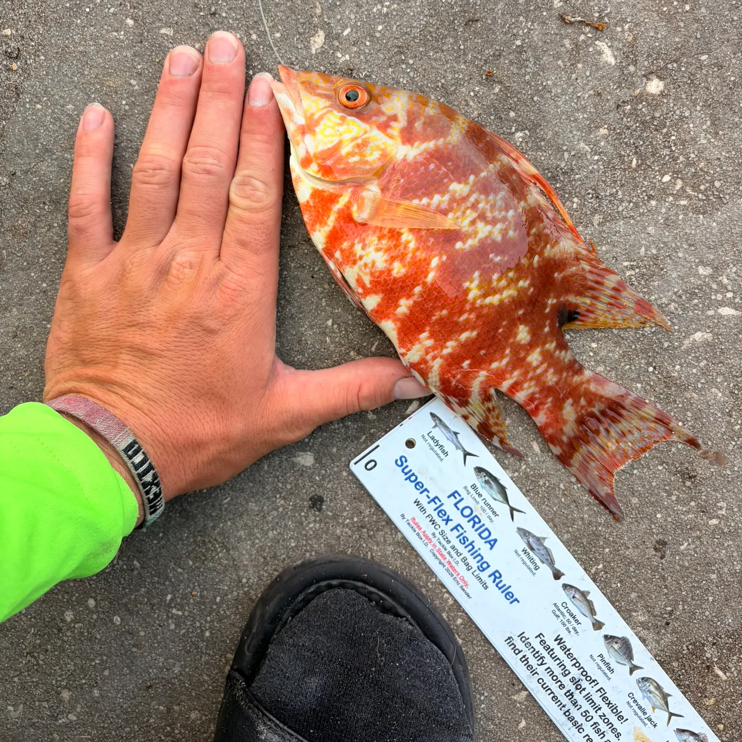 The most recent Hogfish catches on Fishbrain