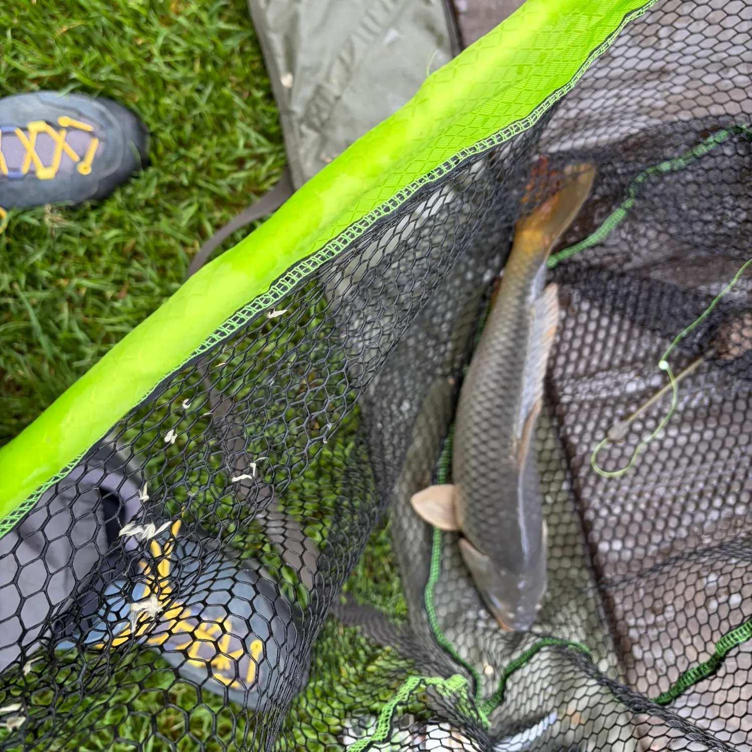 Common carp caught on Fishbrain