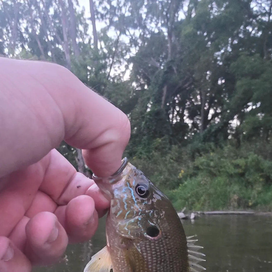 Green sunfish caught on Fishbrain