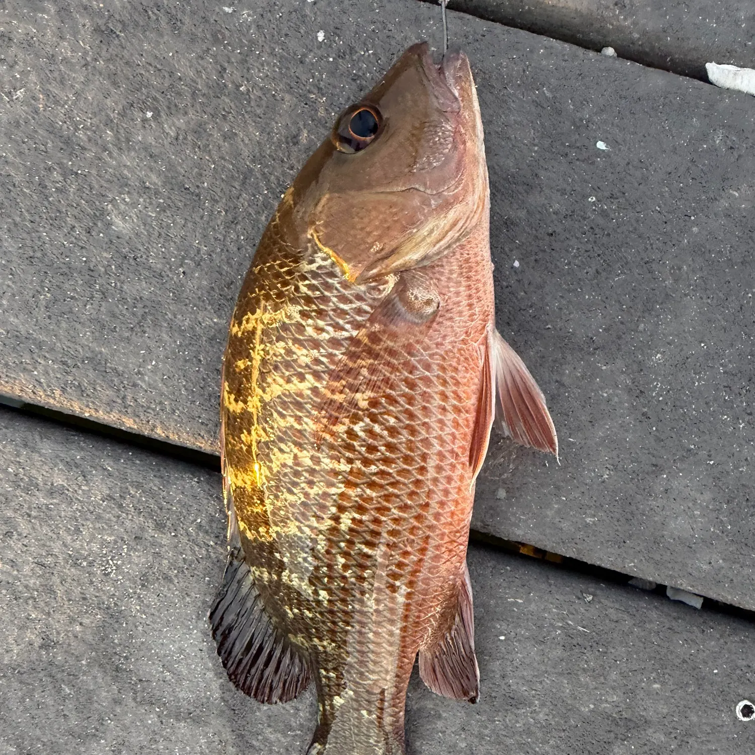 Mangrove snapper caught on Fishbrain