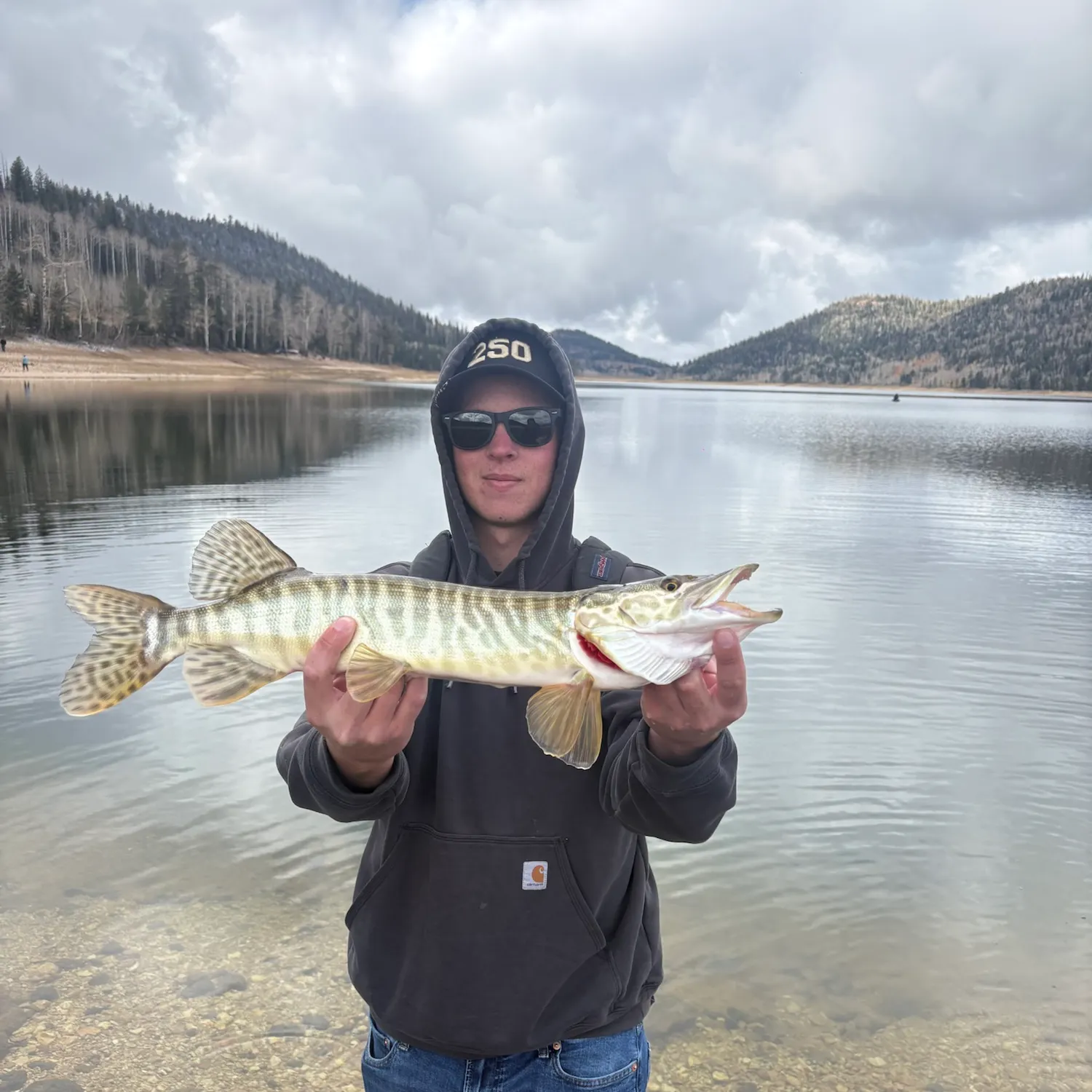 Tiger muskie caught on Fishbrain