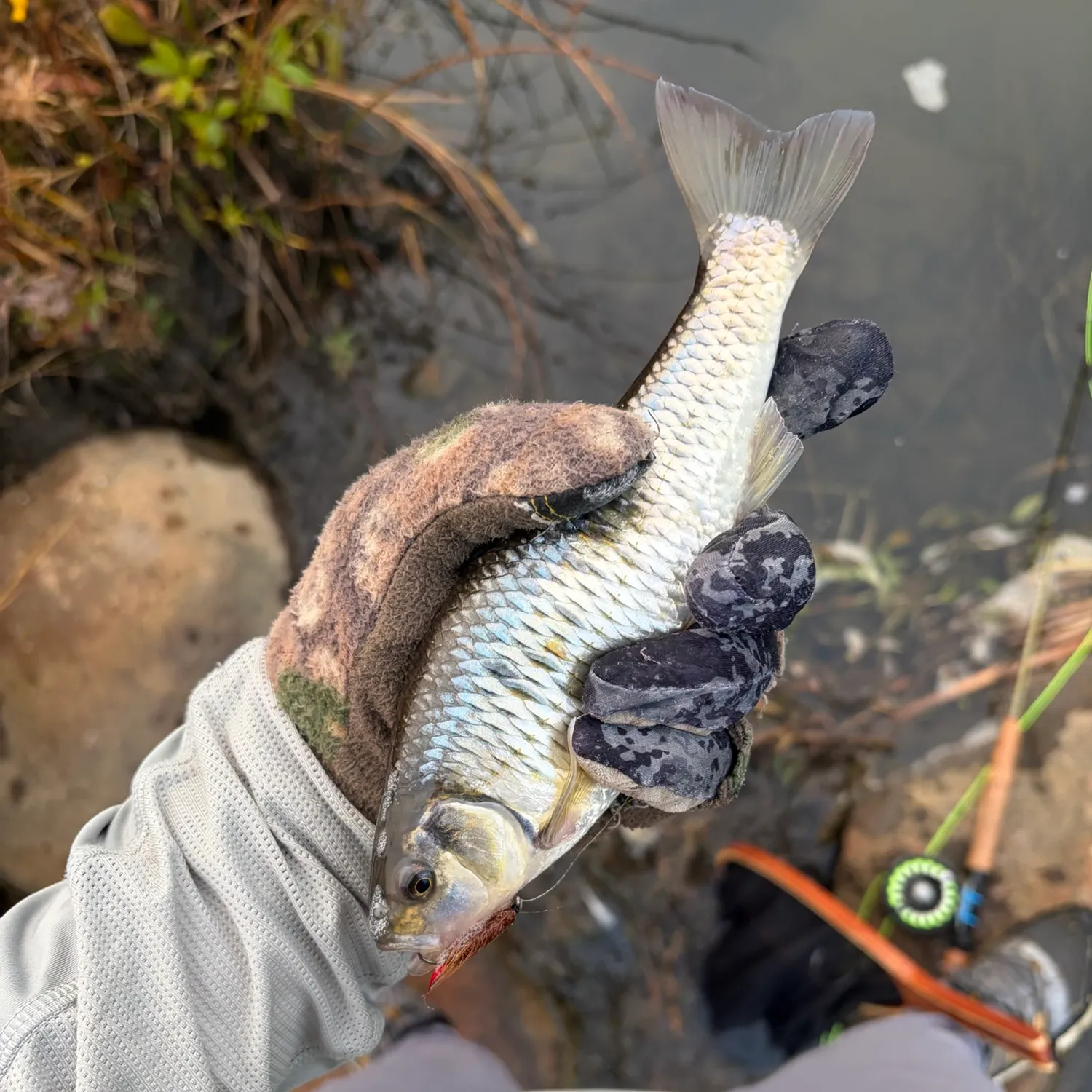 Common shiner caught on Fishbrain