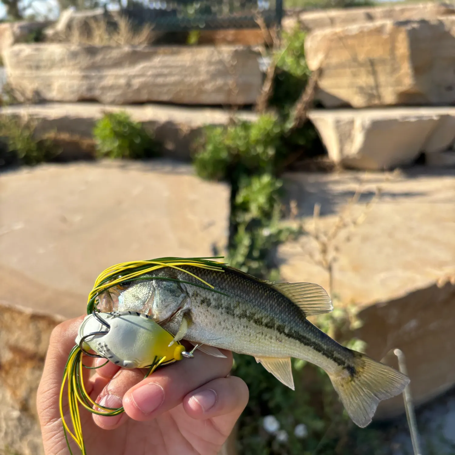 Largemouth bass caught on Fishbrain