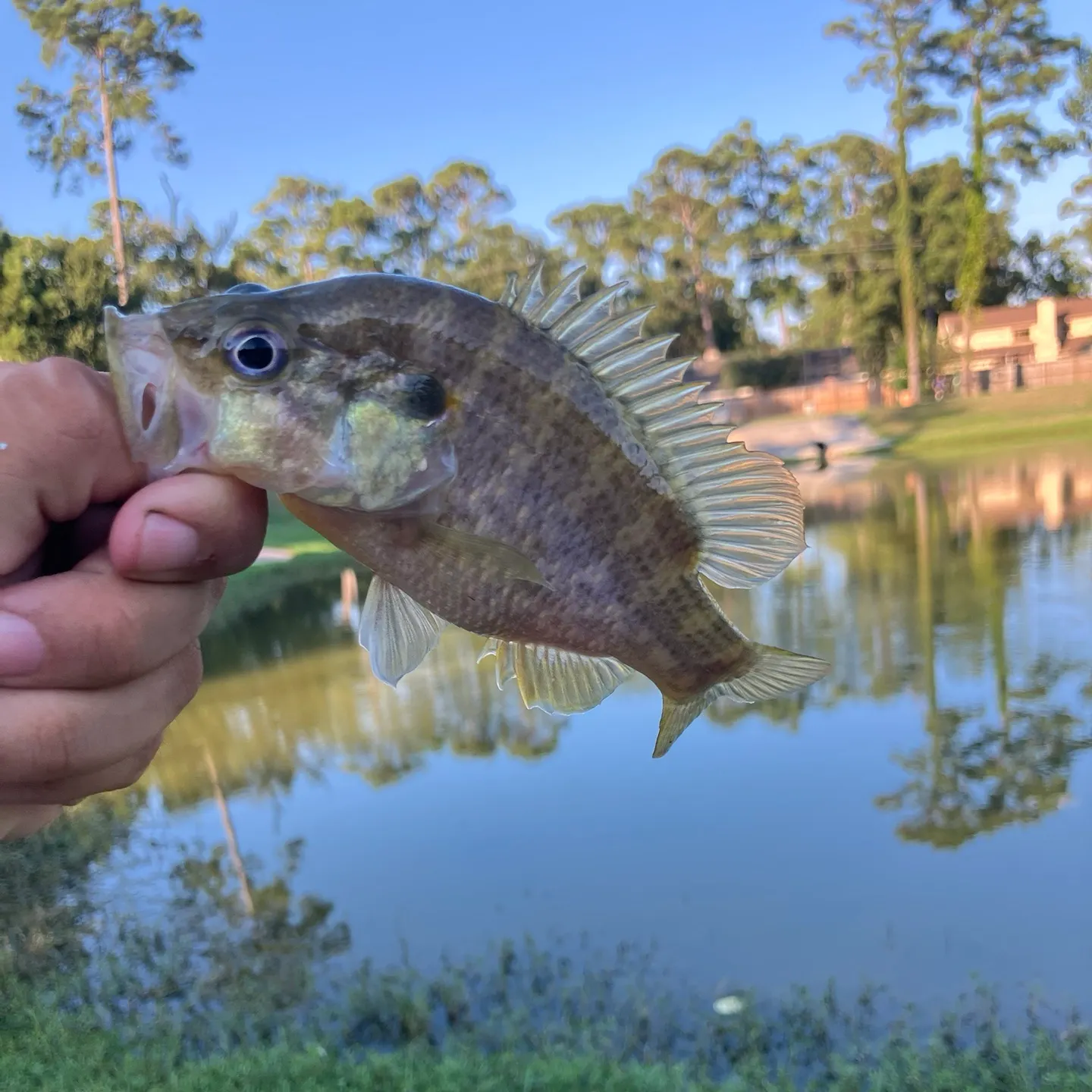 Warmouth caught on Fishbrain