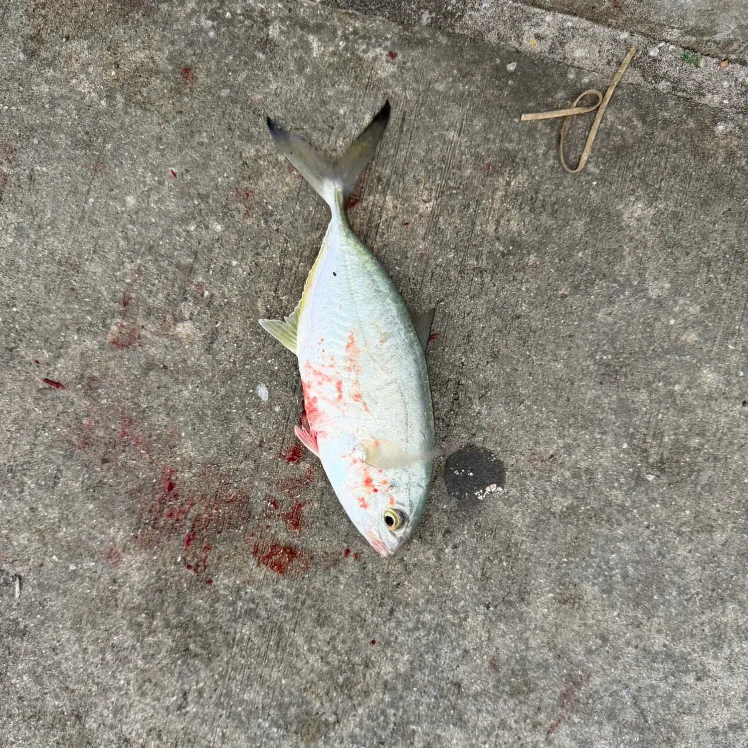 The most recent Blue runner catches on Fishbrain