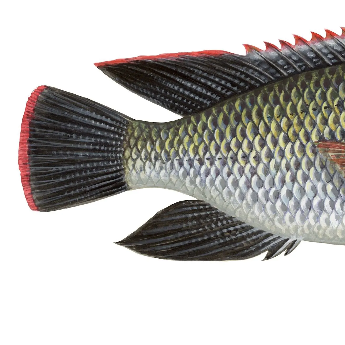 The most recent Mozambique tilapia catches on Fishbrain