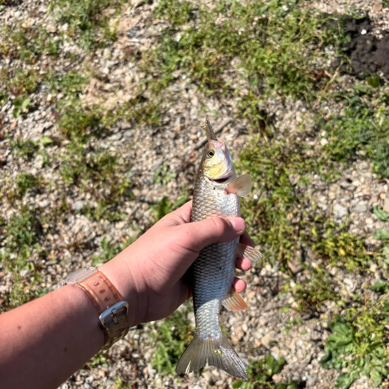European chub caught on Fishbrain