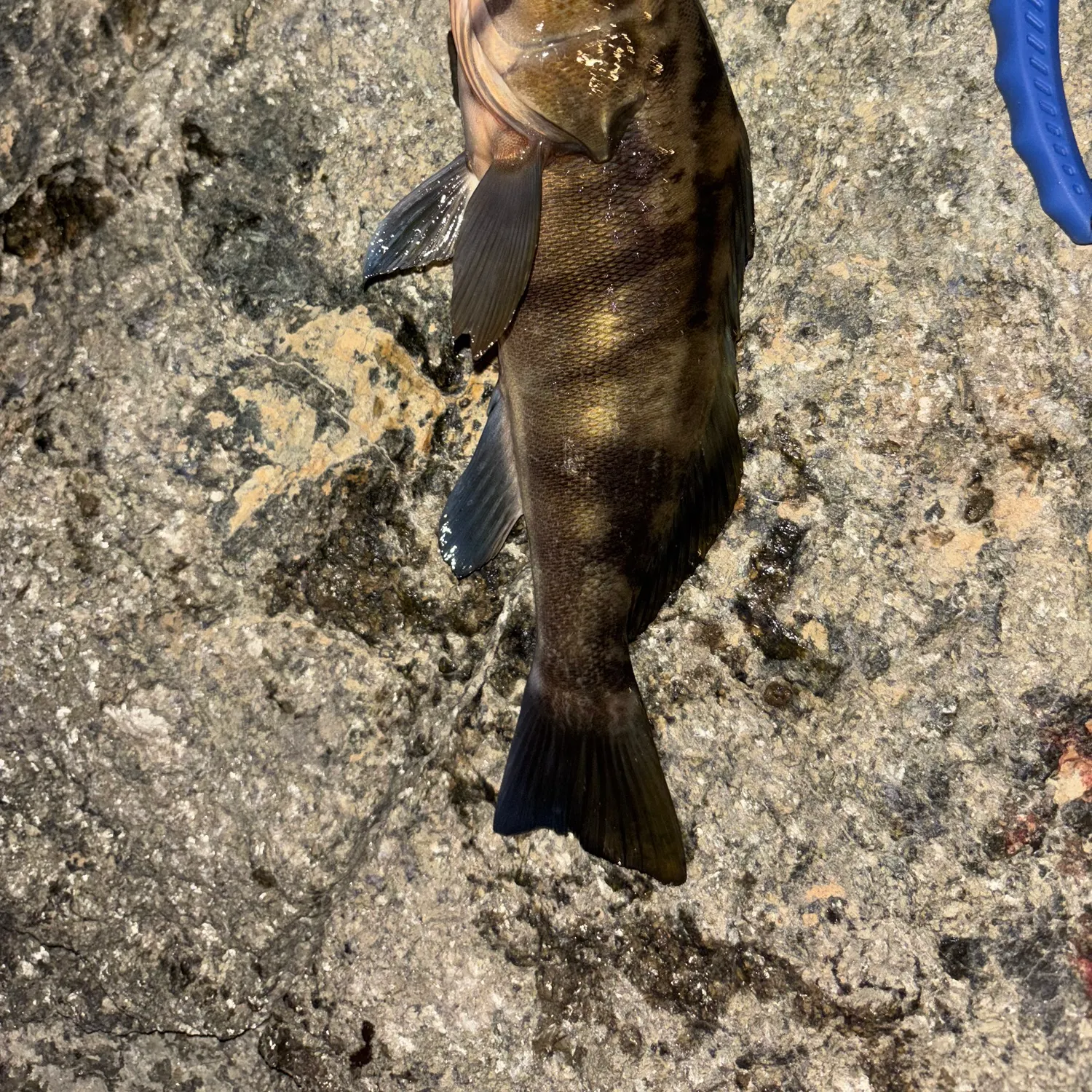 The most recent Barred sand bass catches on Fishbrain