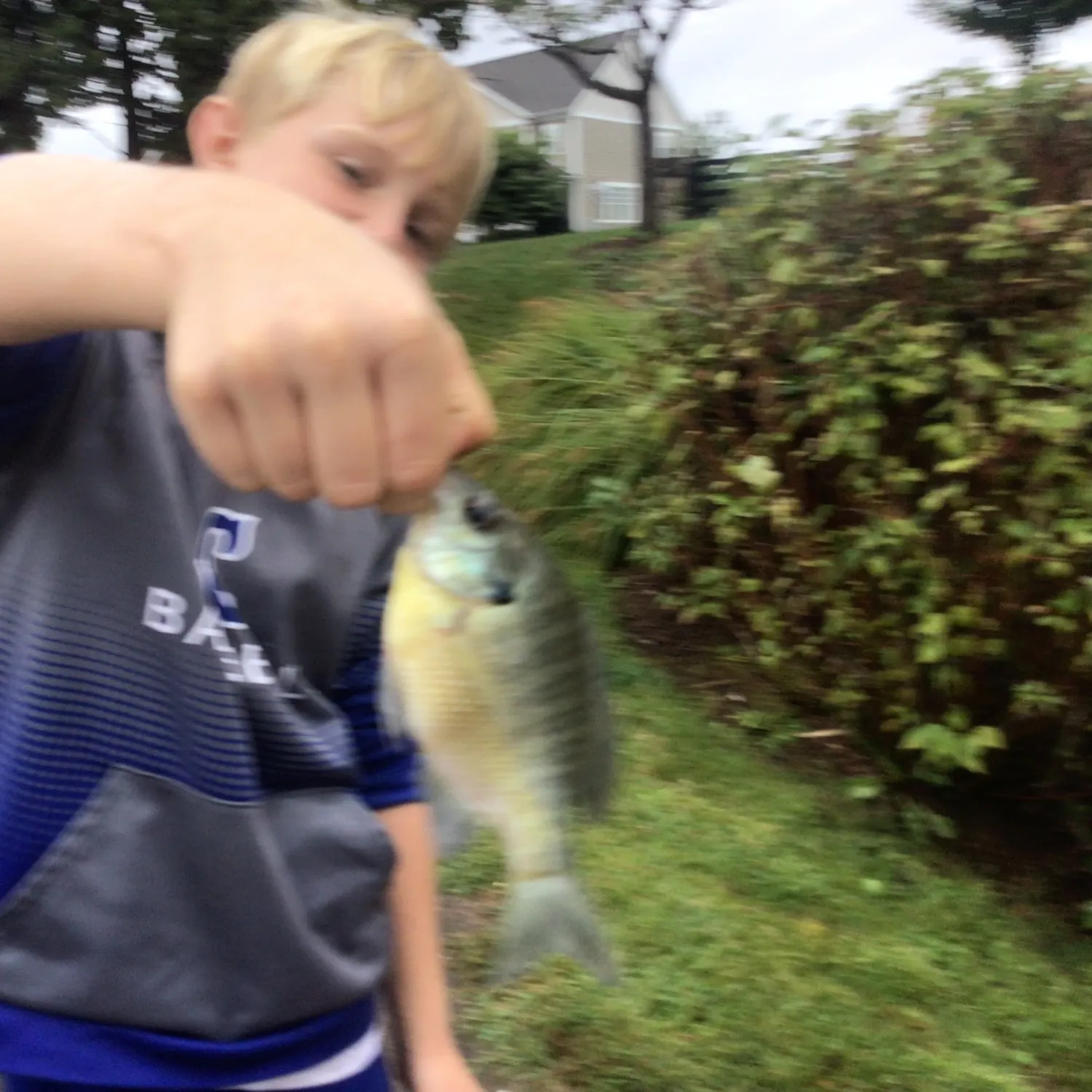 Smallmouth bass caught on Fishbrain
