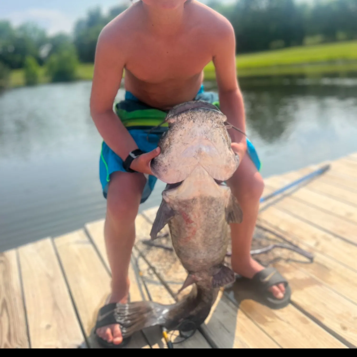 The most recent Flathead catfish catches on Fishbrain