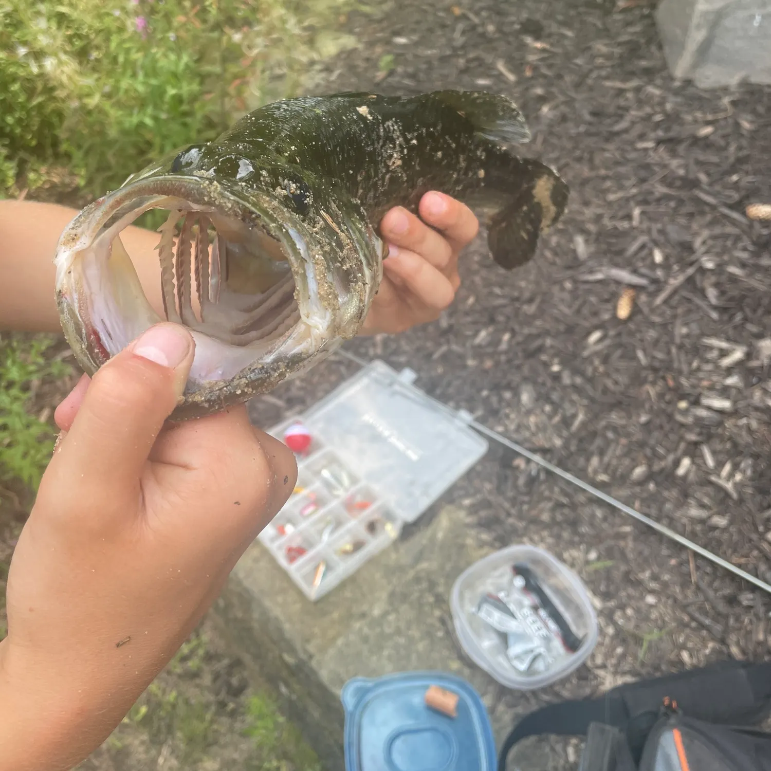 Largemouth bass caught on Fishbrain