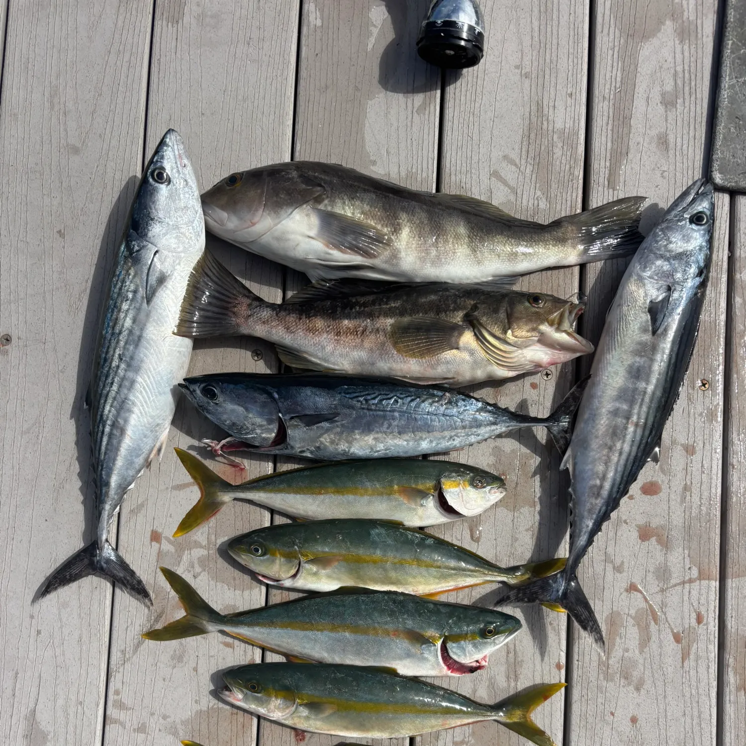 California yellowtail amberjack caught on Fishbrain